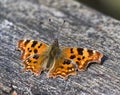 A Comma butterfly, Polygonia upperwing or dorsal view Royalty Free Stock Photo