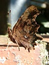 Comma Butterfly resting