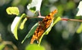Comma Butterfly on a leaf Royalty Free Stock Photo
