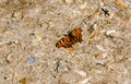 Comma Butterfly sunbathing Royalty Free Stock Photo