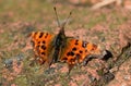 Comma butterfly Royalty Free Stock Photo