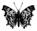 The Comma Butterfly vintage illustration