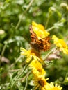 Comma Butterfly & x28;Polygonia c-album& x29; on Flower Outside Head, Eyes Royalty Free Stock Photo