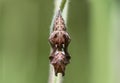 Comma butterfly & x28;Polygonia c-album& x29; pupa front Royalty Free Stock Photo