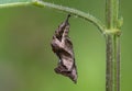 Comma butterfly & x28;Polygonia c-album& x29; pupa side Royalty Free Stock Photo