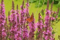 Comma on Early Purple Orchid