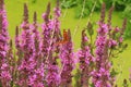 Comma on Early Purple Orchid