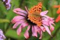 Comma on Echinacea