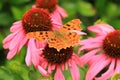 Comma on Echinacea