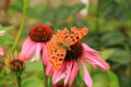 Comma on Echinacea