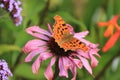 Comma on Echinacea