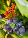 Comma on grapes