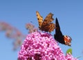 Comma and Peacock butterflies on Buddleia Royalty Free Stock Photo