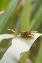 Comma (Polygonia c-album) Butterfly Royalty Free Stock Photo