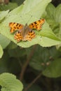 Comma (Polygonia c-album) Butterfly Royalty Free Stock Photo