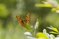 Comma (Polygonia c-album) Butterfly Royalty Free Stock Photo