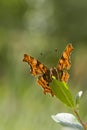 Comma (Polygonia c-album) Butterfly Royalty Free Stock Photo