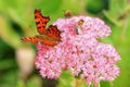 Comma (Polygonia c-album) butterfly and bees on Fette Henne Royalty Free Stock Photo