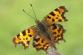 Comma (Polygonia C-Album) Butterfly Royalty Free Stock Photo