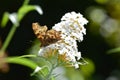 A Comma    Polygonia  c-album  , butterfly with closed wings on white summer lilac Royalty Free Stock Photo