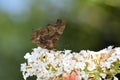 Comma    Polygonia  c-album  , butterfly with closed wings on white summer lilac in nature Royalty Free Stock Photo