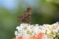 A Comma    Polygonia  c-album  , butterfly with closed wings on white summer lilac in nature Royalty Free Stock Photo