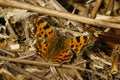 The comma (Polygonia c-album) butterfly resting on the ground Royalty Free Stock Photo