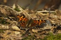 The comma (Polygonia c-album) butterfly resting on the ground Royalty Free Stock Photo