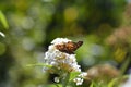 Comma     Polygonia c-album  , butterfly on white summer lilac with bokeh Royalty Free Stock Photo