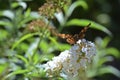 Comma     Polygonia c-album  , butterfly on white summer lilac Royalty Free Stock Photo