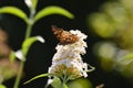 A Comma     Polygonia c-album  , butterfly on white summer lilac Royalty Free Stock Photo