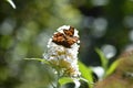 Comma     Polygonia c-album  , butterfly on white summer lilac Royalty Free Stock Photo
