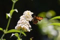 Comma     Polygonia c-album  , butterfly on white summer lilac with dark nature background Royalty Free Stock Photo