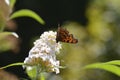 Comma     Polygonia c-album  , butterfly on white summer lilac with  nature background Royalty Free Stock Photo