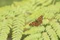 The comma Polygonia c-album on a leaf of the eagle fern Pteridium aquilinum