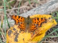 Comma (Polygonia c-album) Royalty Free Stock Photo