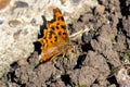 Comma resting on the ground in the summer sunshine Royalty Free Stock Photo