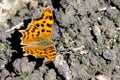 Comma resting on the ground in the summer sunshine Royalty Free Stock Photo