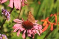 Comma underwing on Echinacea