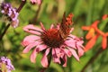 Comma underwing on Echinacea