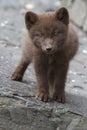 Commander blue fox pup who stands on a cliff sunny summer