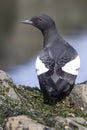Commander pigeon guillemot that is sitting on a rock with his