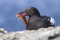 Commander pigeon guillemot sitting on a rock by the ocean