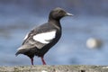 Commander pigeon guillemot that stands on a rock on a sunny