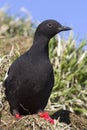 Commander pigeon guillemot Who sits on the mound on the side
