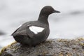 Commander pigeon guillemot who sits on a rock