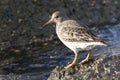 Commander's Rock sandpiper which stands on a rock at low tide on Royalty Free Stock Photo