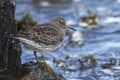 Commander's Rock sandpiper which stands on a rock at low tide Royalty Free Stock Photo