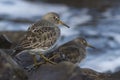 Commander's Rock sandpiper which stands on a rock at low tide wi Royalty Free Stock Photo