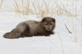 Commanders blue arctic fox lying in the snow and covers her eyes